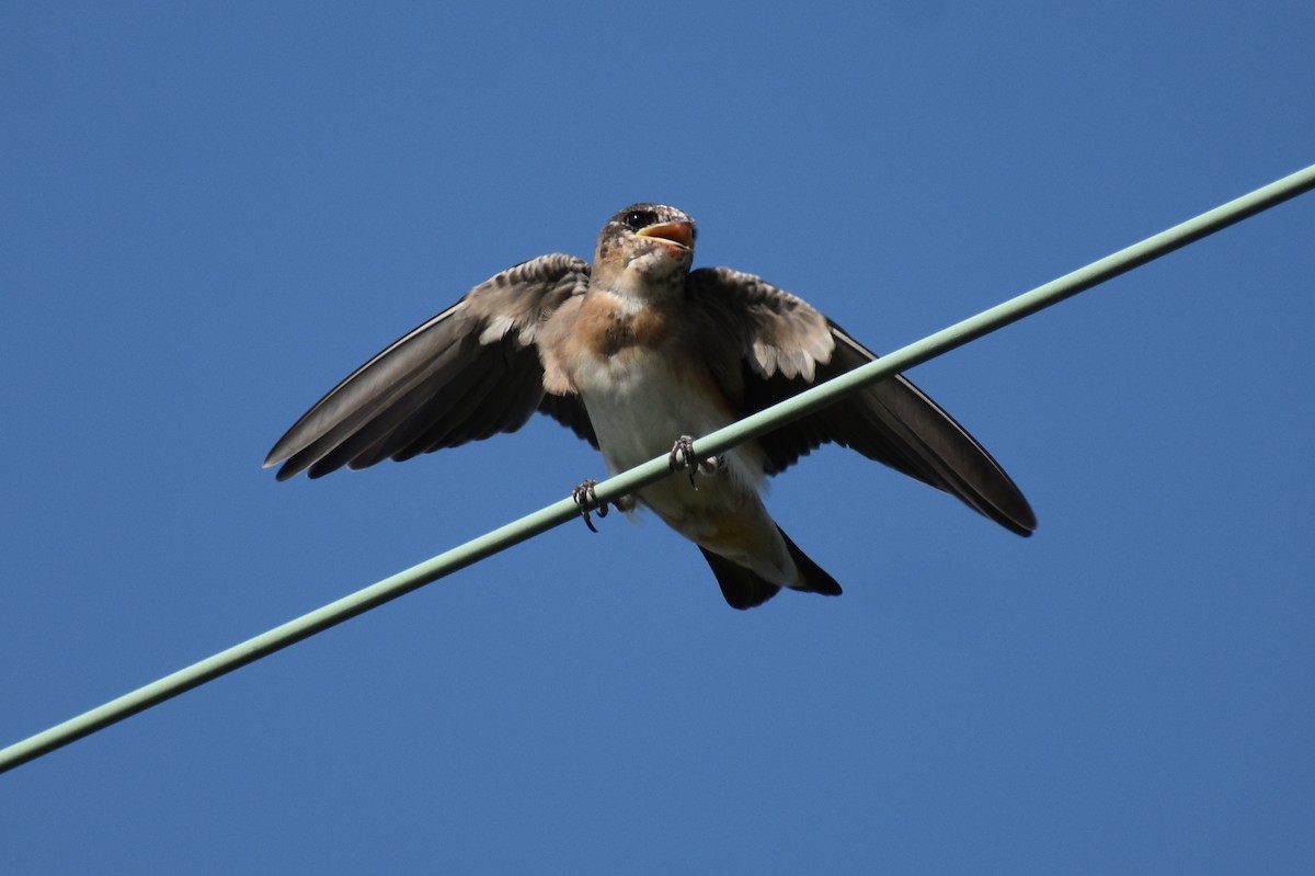 Cave Swallow - ML587985531