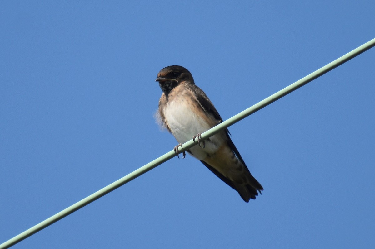 Cave Swallow - ML587985541