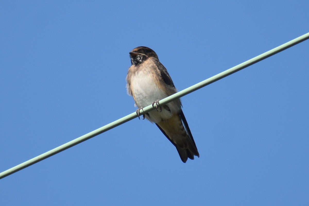 Cave Swallow - ML587985551