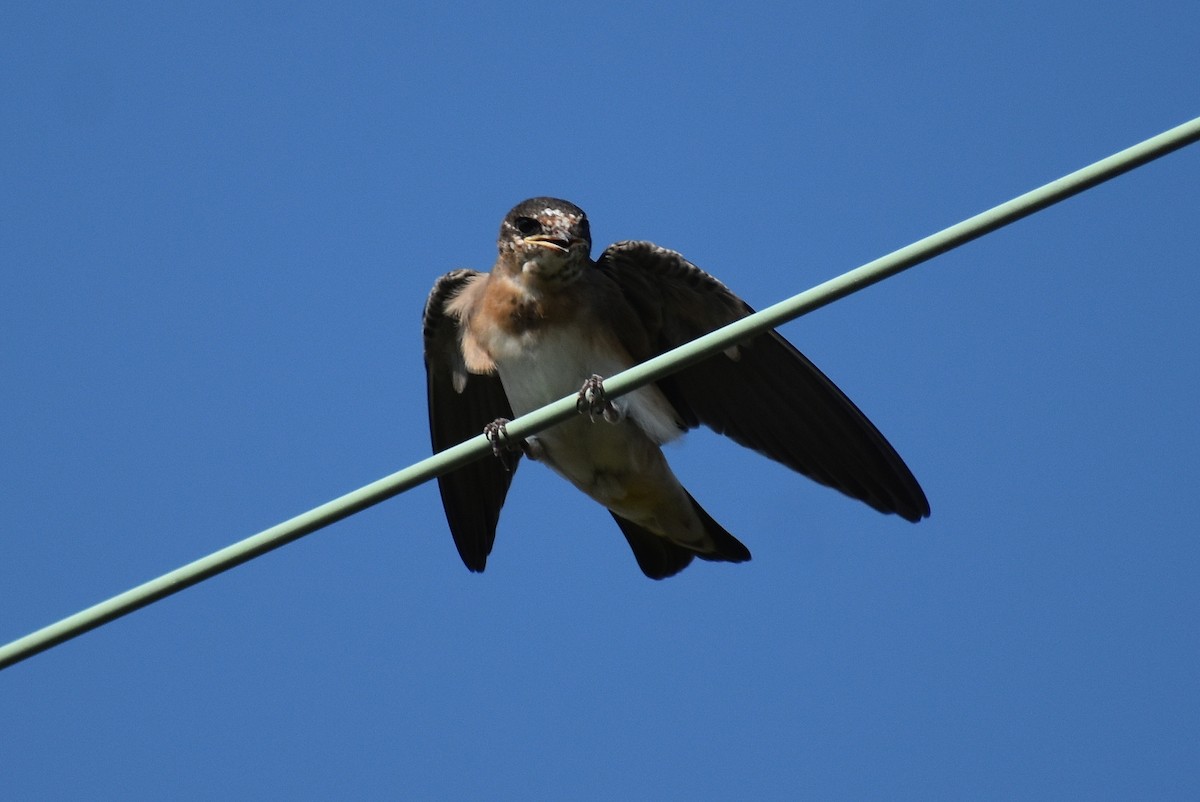 Cave Swallow - ML587985571