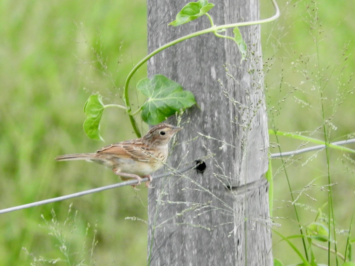 Grassland Sparrow - ML587990441