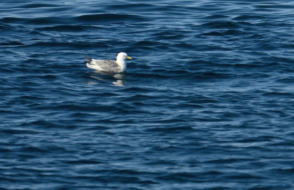 Mouette tridactyle - ML587991281
