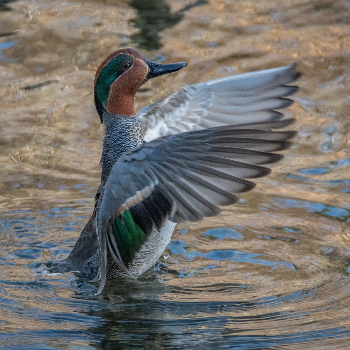 Green-winged Teal - ML587991841