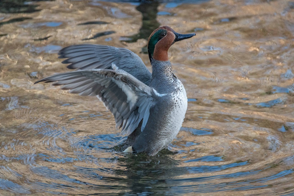 Green-winged Teal - ML587991851