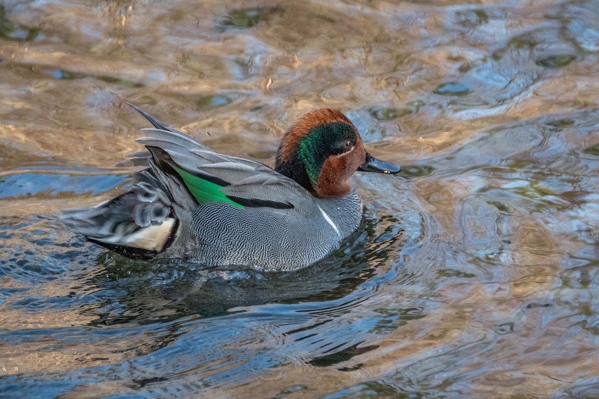 Green-winged Teal - ML587991861