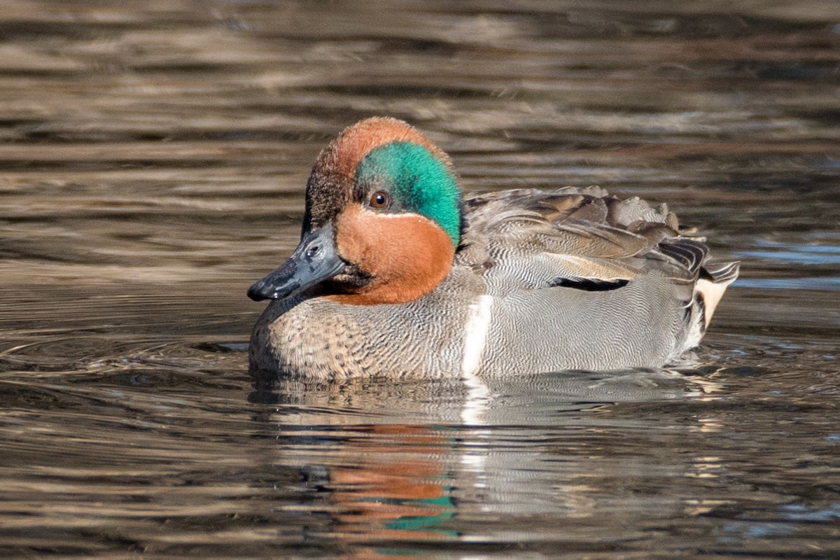 Green-winged Teal - ML587992011