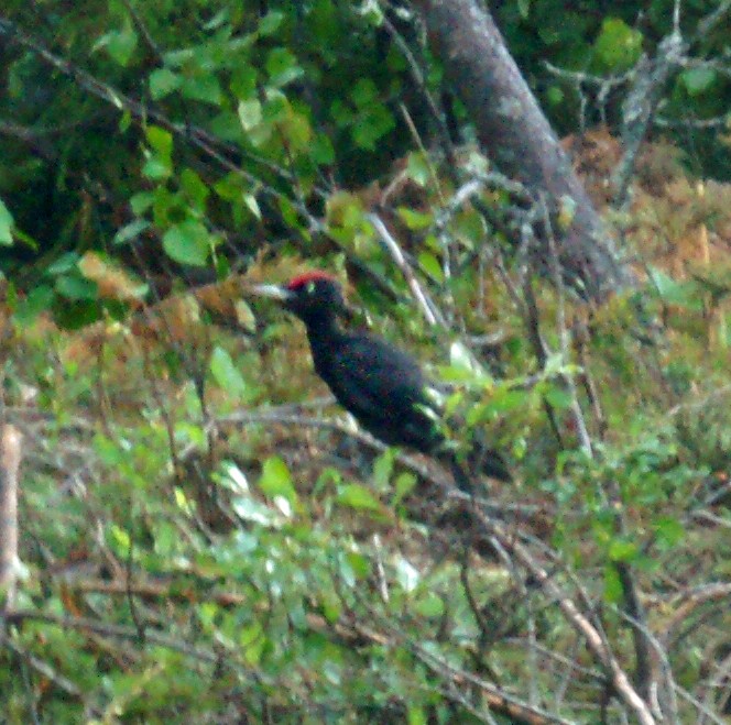 Black Woodpecker - ML587995131