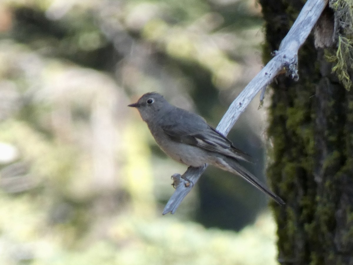 Townsend's Solitaire - ML587998531