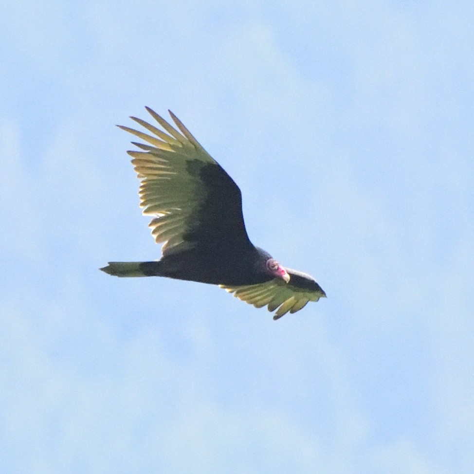 Turkey Vulture - ML588001601