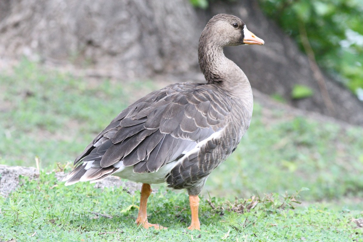 Greater White-fronted Goose - Aaron Driscoll