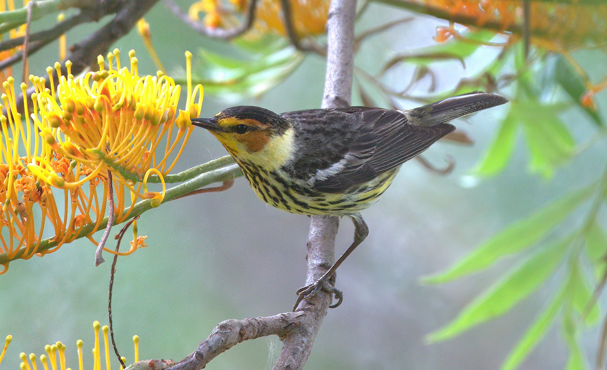 Cape May Warbler - ML588008431