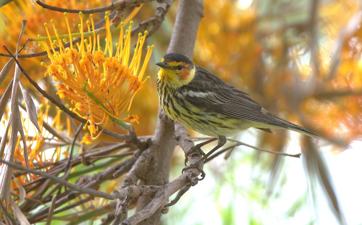 Cape May Warbler - ML588009061