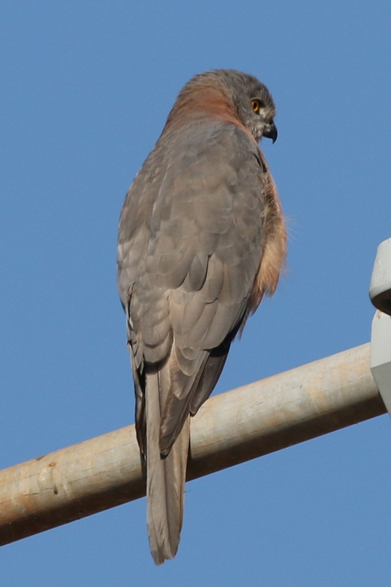 Collared Sparrowhawk - ML588009301
