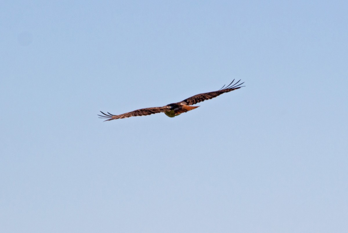 Red-tailed Hawk - Brian Jones