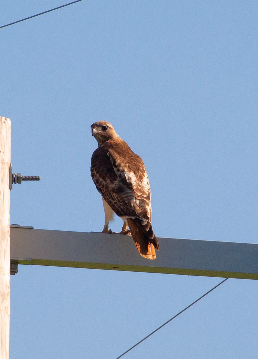 Red-tailed Hawk - ML588018621