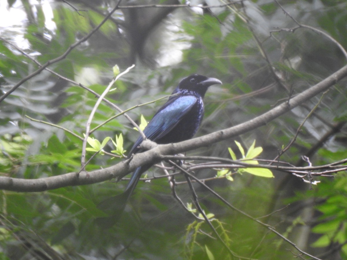 Hair-crested Drongo - ML588019381