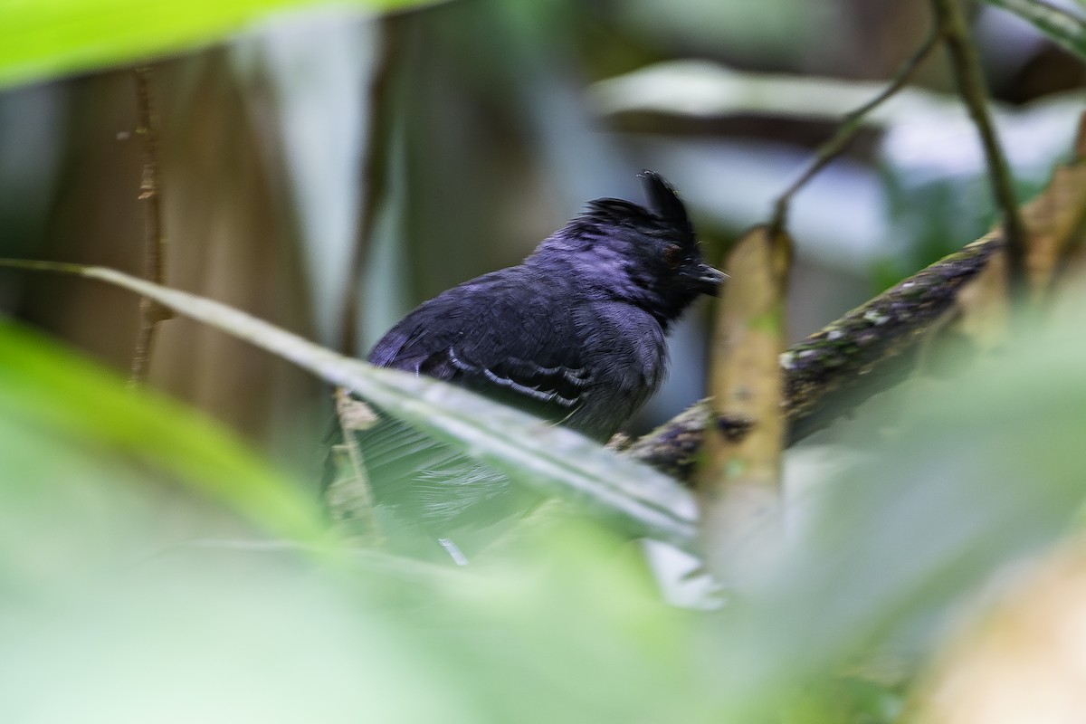 Black-headed Antbird - ML588021731