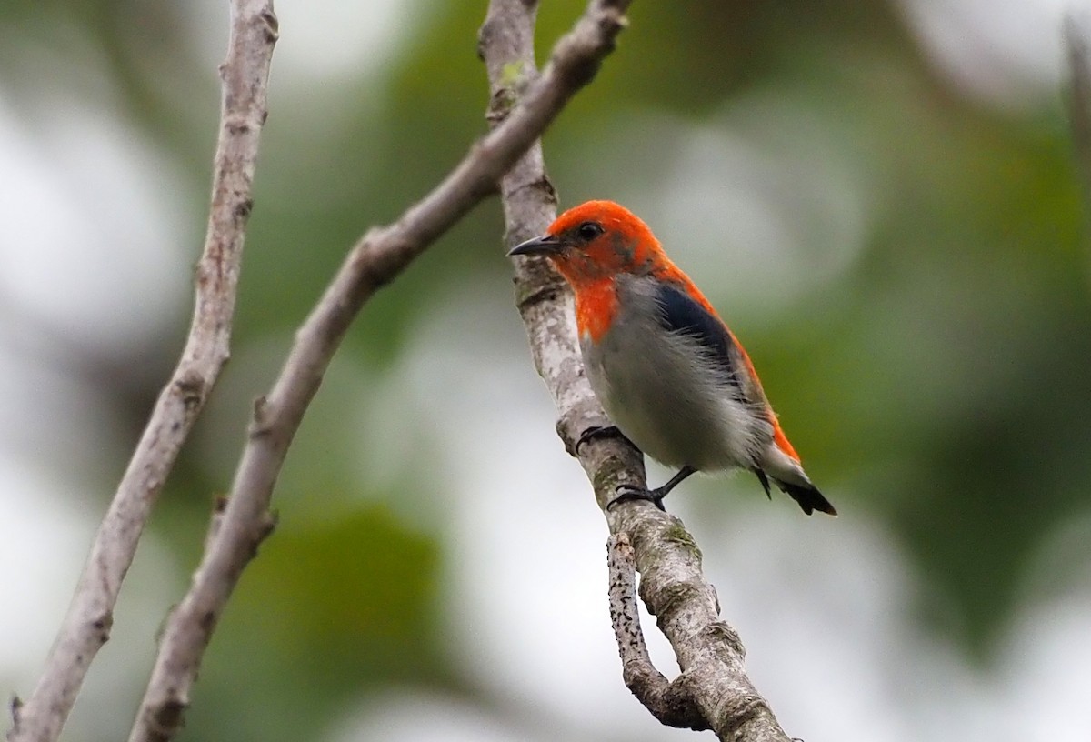 Scarlet-headed Flowerpecker - ML588023021