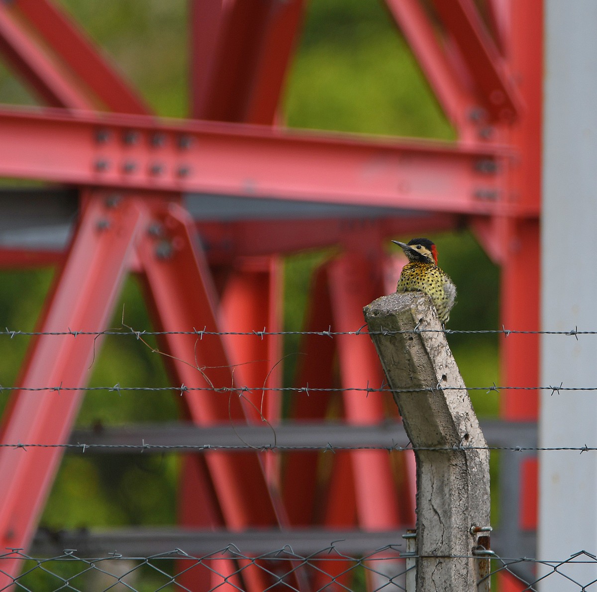 Green-barred Woodpecker - ML588026441