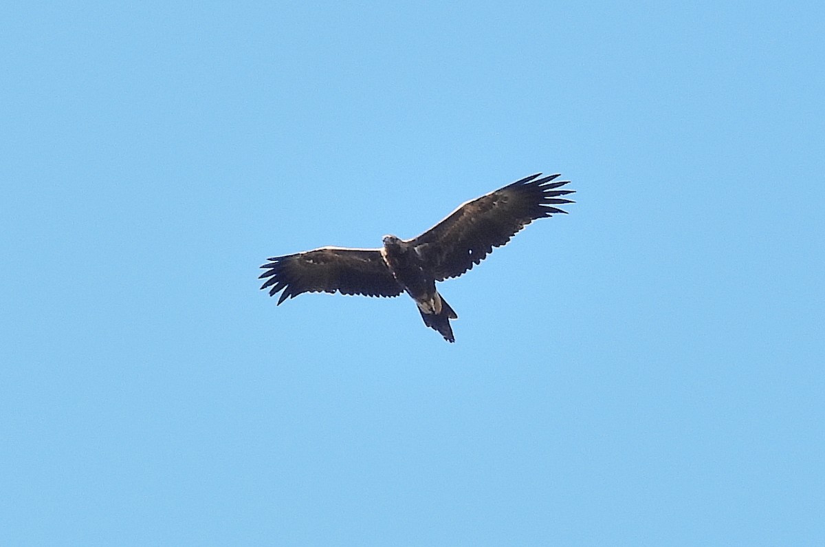 Wedge-tailed Eagle - ML588026921
