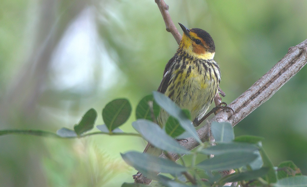 Cape May Warbler - ML588027901