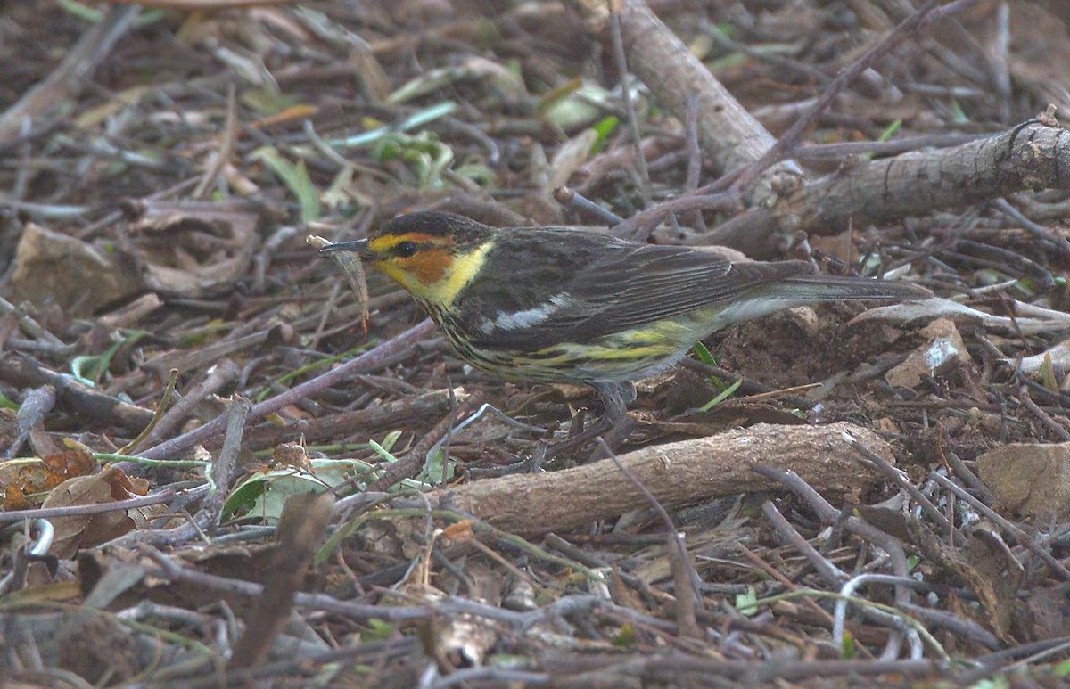 Cape May Warbler - ML588027931