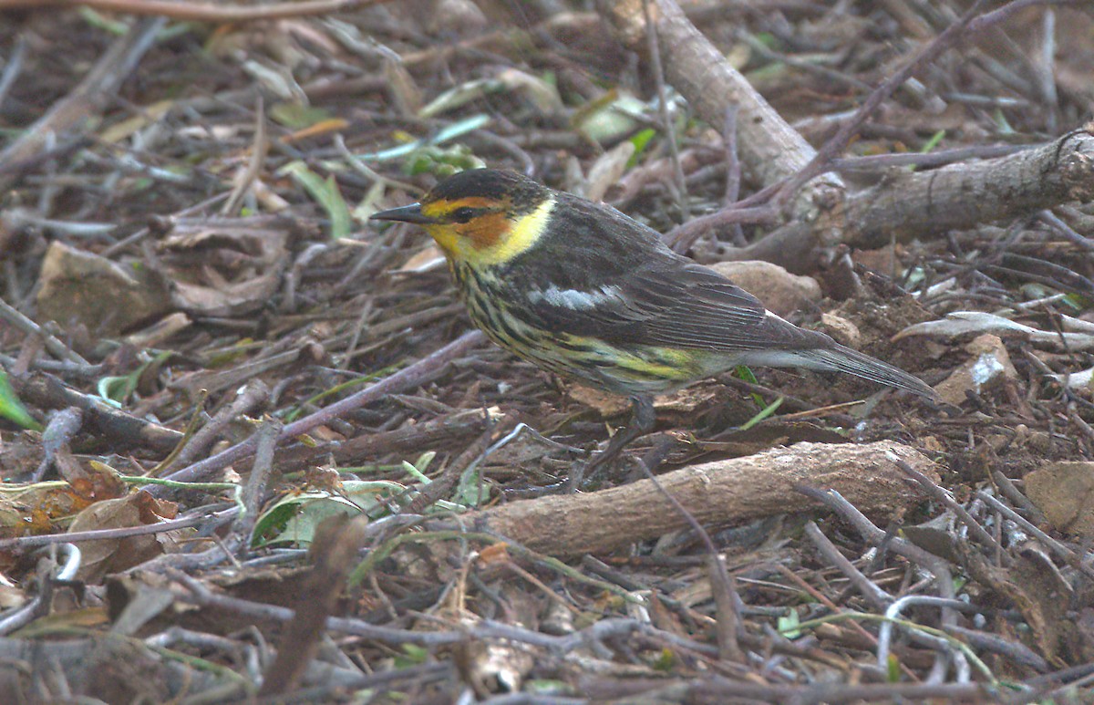 Cape May Warbler - ML588027941