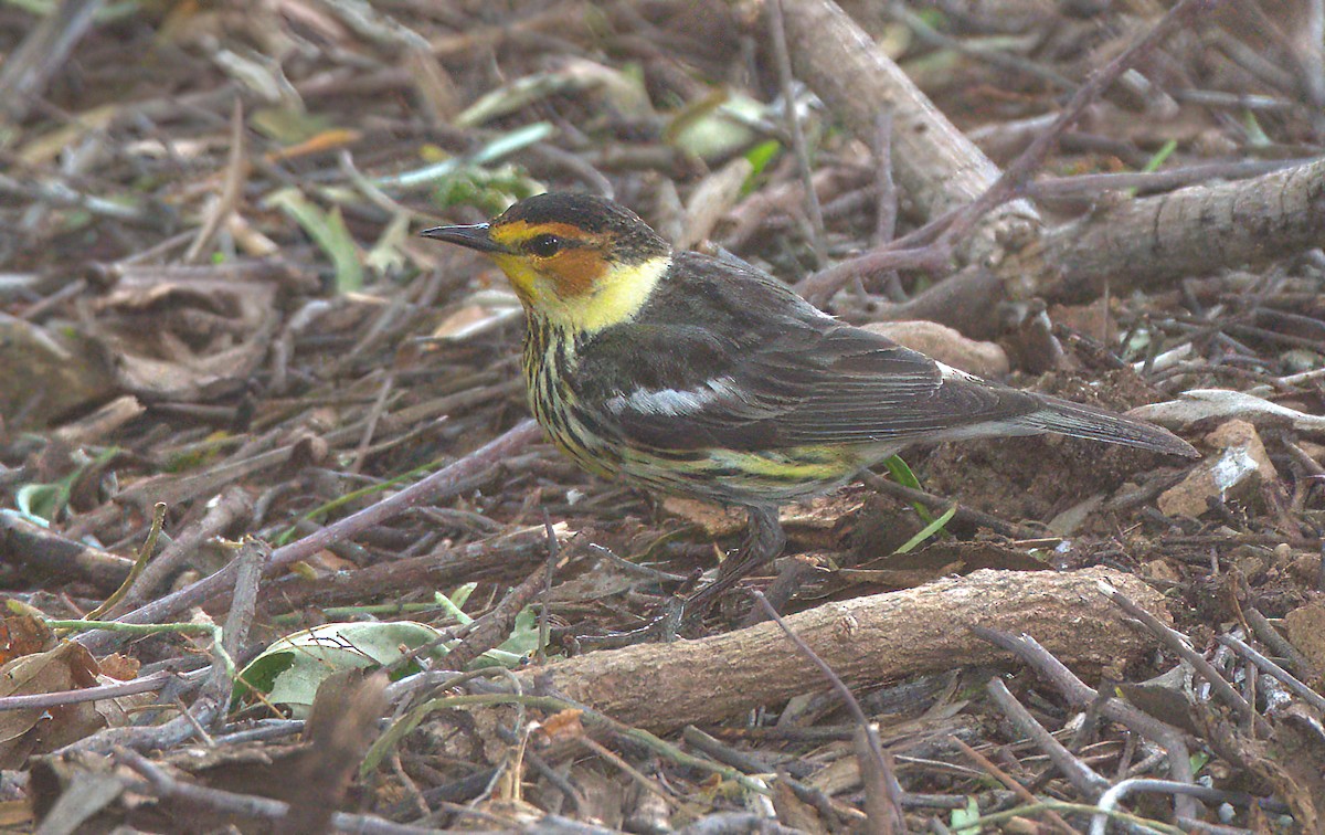 Cape May Warbler - ML588027951