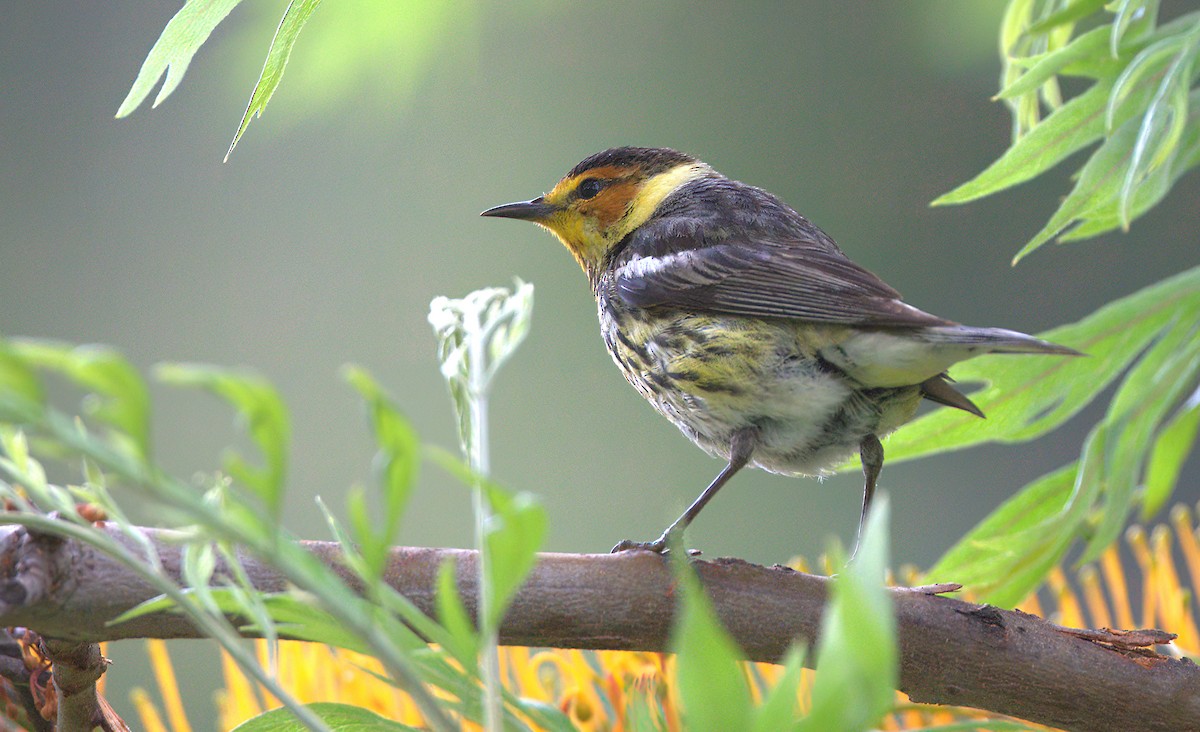 Cape May Warbler - ML588027961