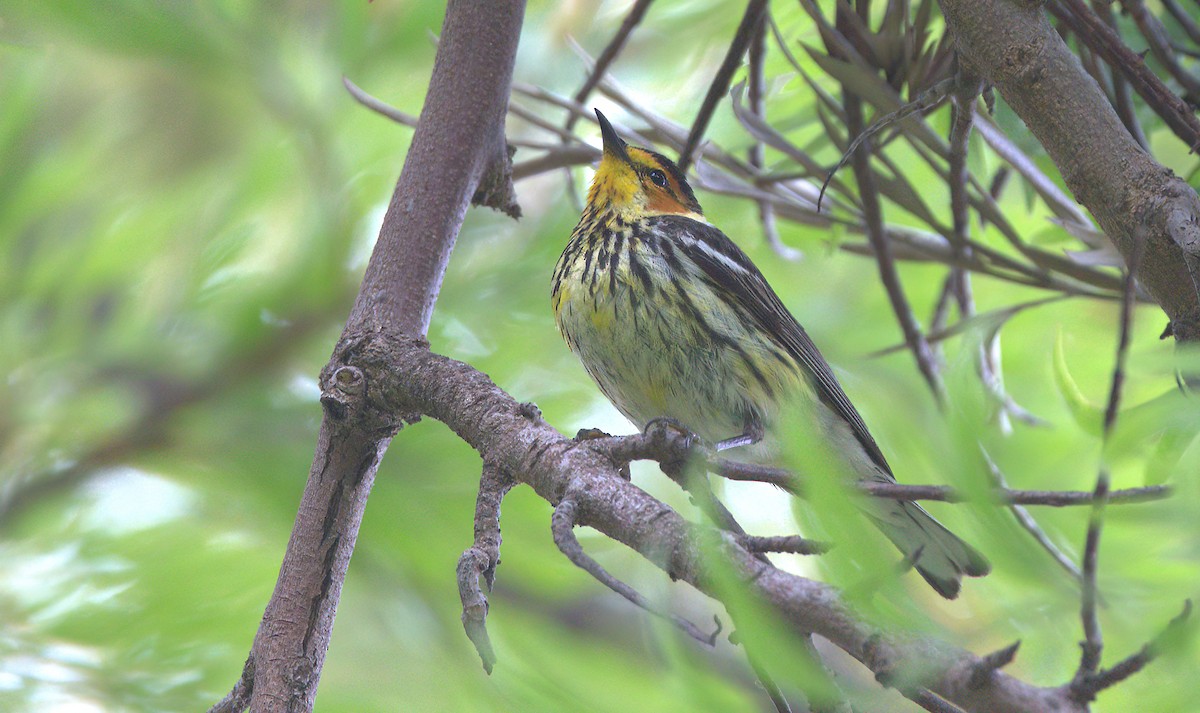 Cape May Warbler - ML588027981