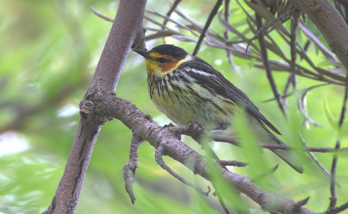 Cape May Warbler - ML588028001