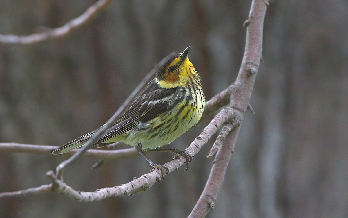 Cape May Warbler - ML588028011
