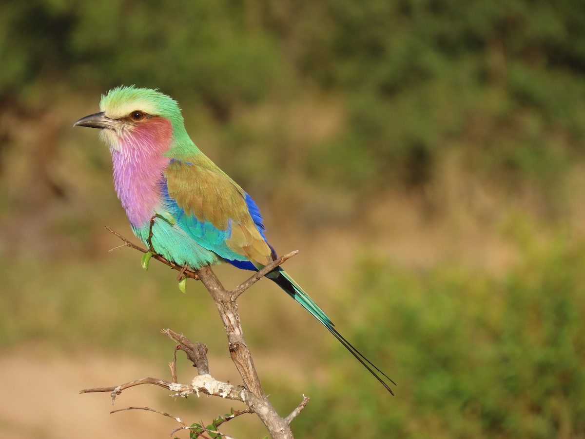 Lilac-breasted Roller - ML588028701