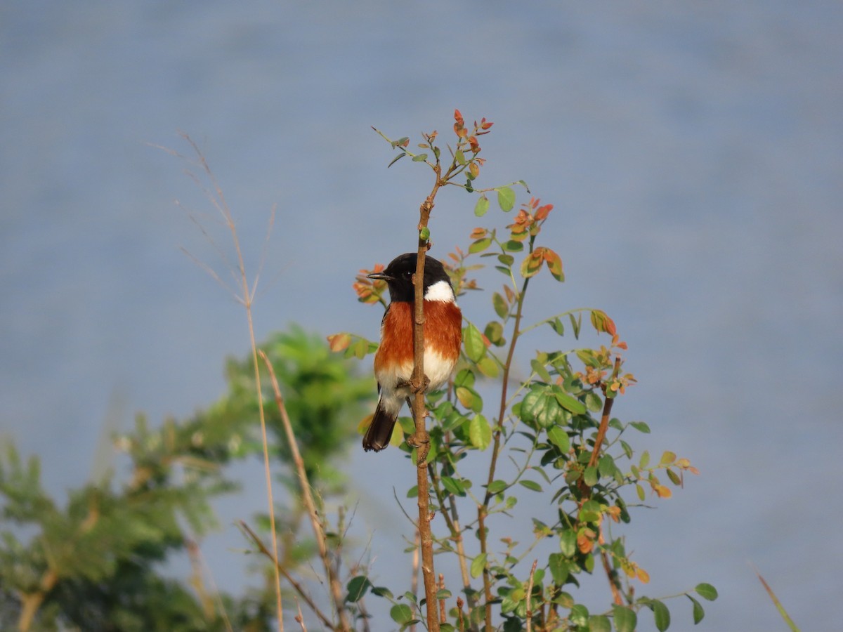 African Stonechat - ML588029331