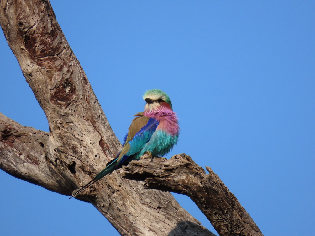 Lilac-breasted Roller - ML588029351
