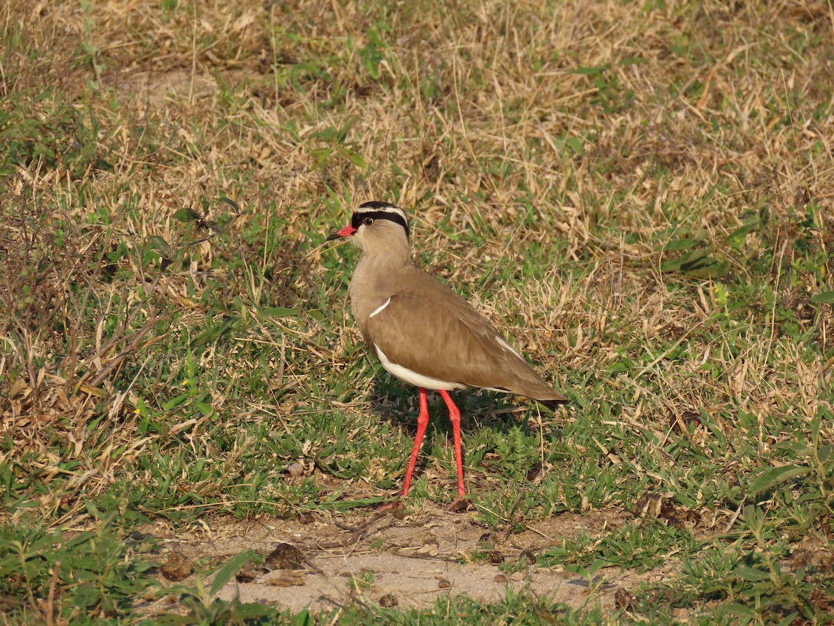Crowned Lapwing - ML588031221