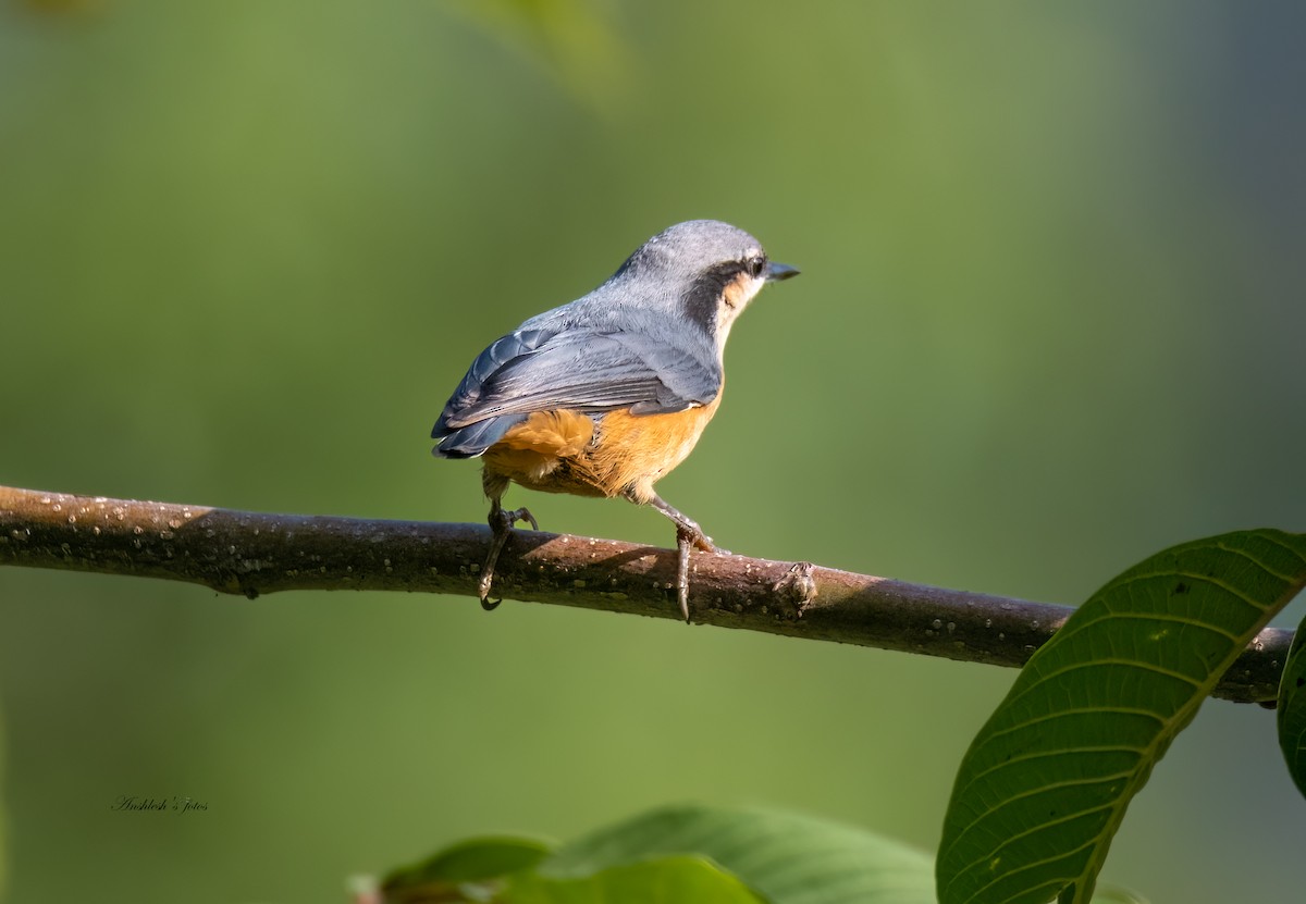 White-tailed Nuthatch - ML588031281