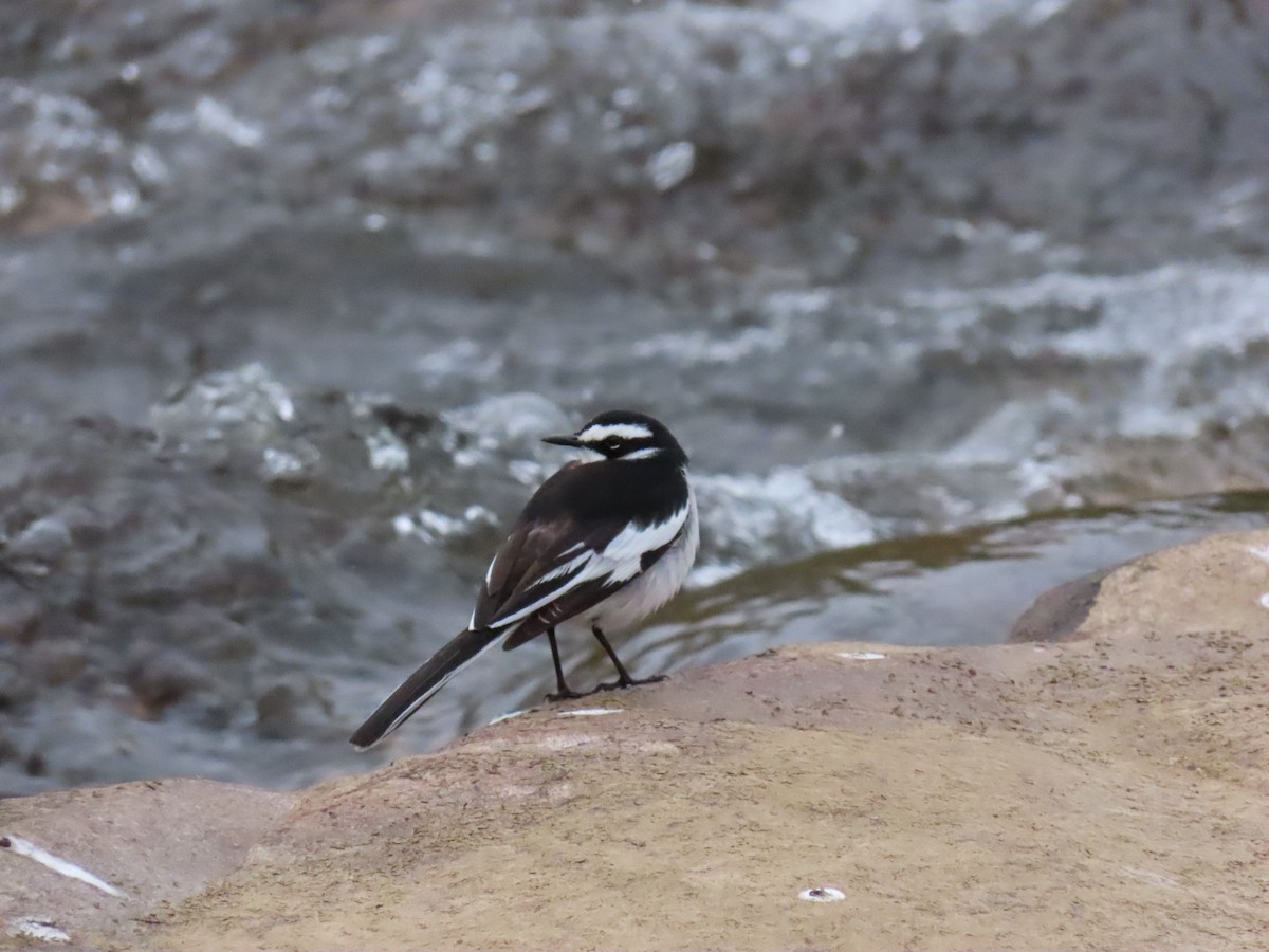 African Pied Wagtail - ML588031951