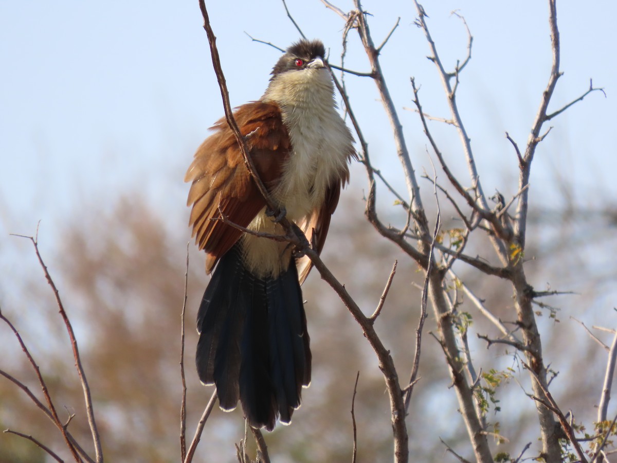 White-browed Coucal - ML588033181