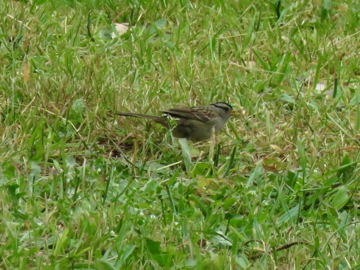 White-crowned Sparrow - ML588037071