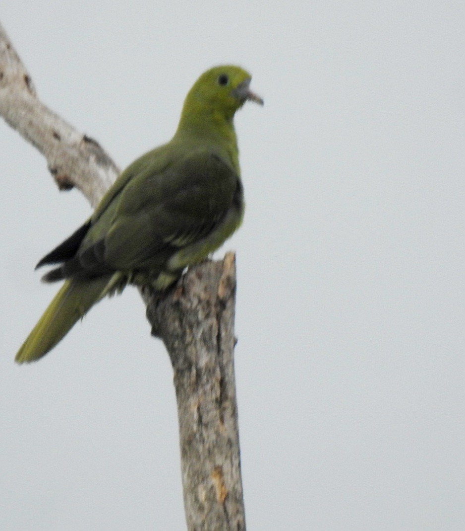 Wedge-tailed Green-Pigeon - ML588039771