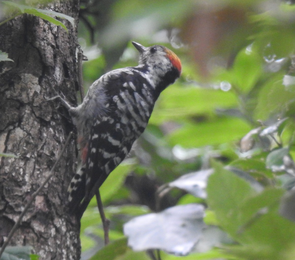 Brown-fronted Woodpecker - ML588039861