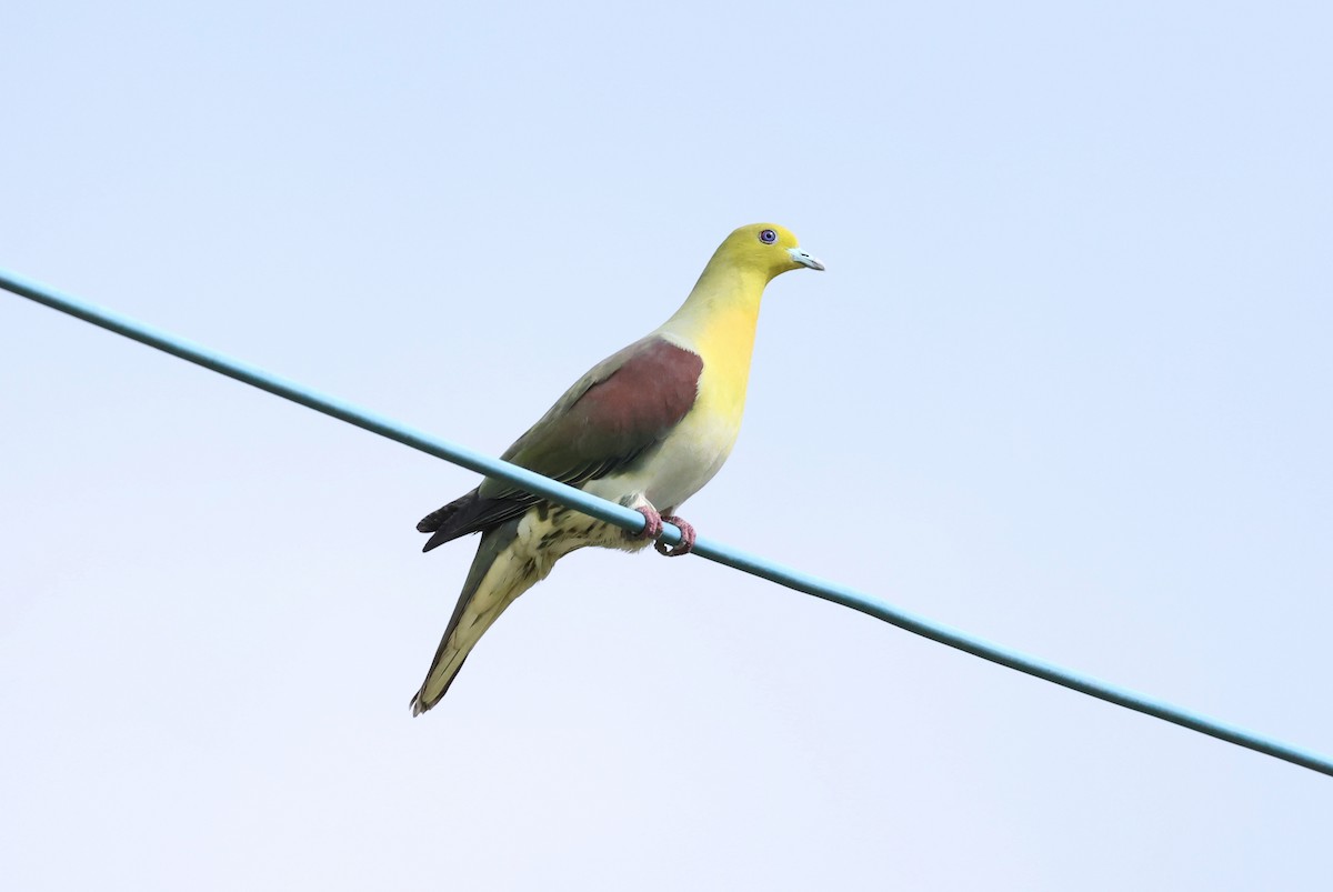 White-bellied Green-Pigeon - ML588041511