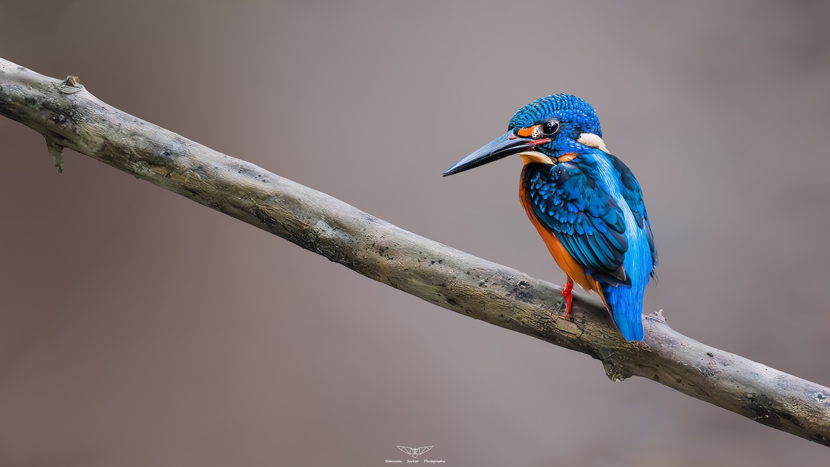 Blue-eared Kingfisher - Bibaswan Sarkar