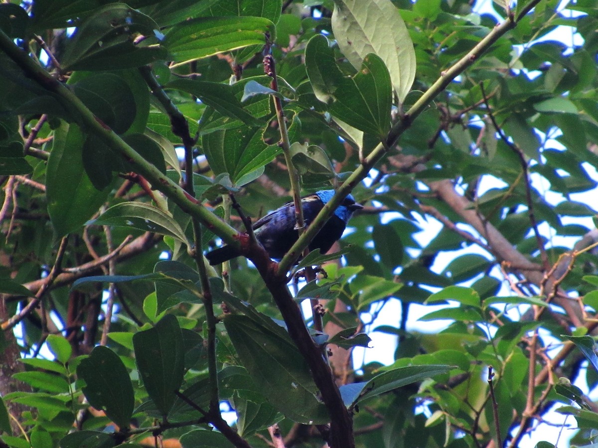 Blue-necked Tanager - ML58804531