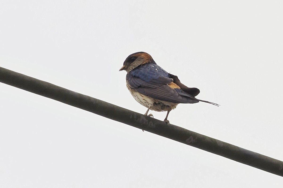 Red-rumped Swallow (Red-rumped) - ML588046981
