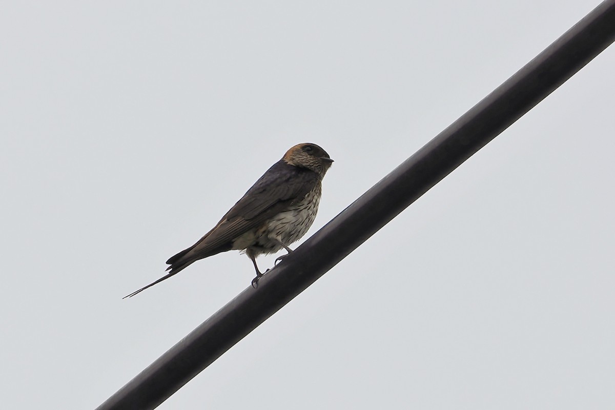 Red-rumped Swallow (Red-rumped) - ML588046991