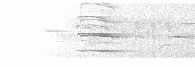 kalous ušatý (ssp. otus/canariensis) - ML588048011