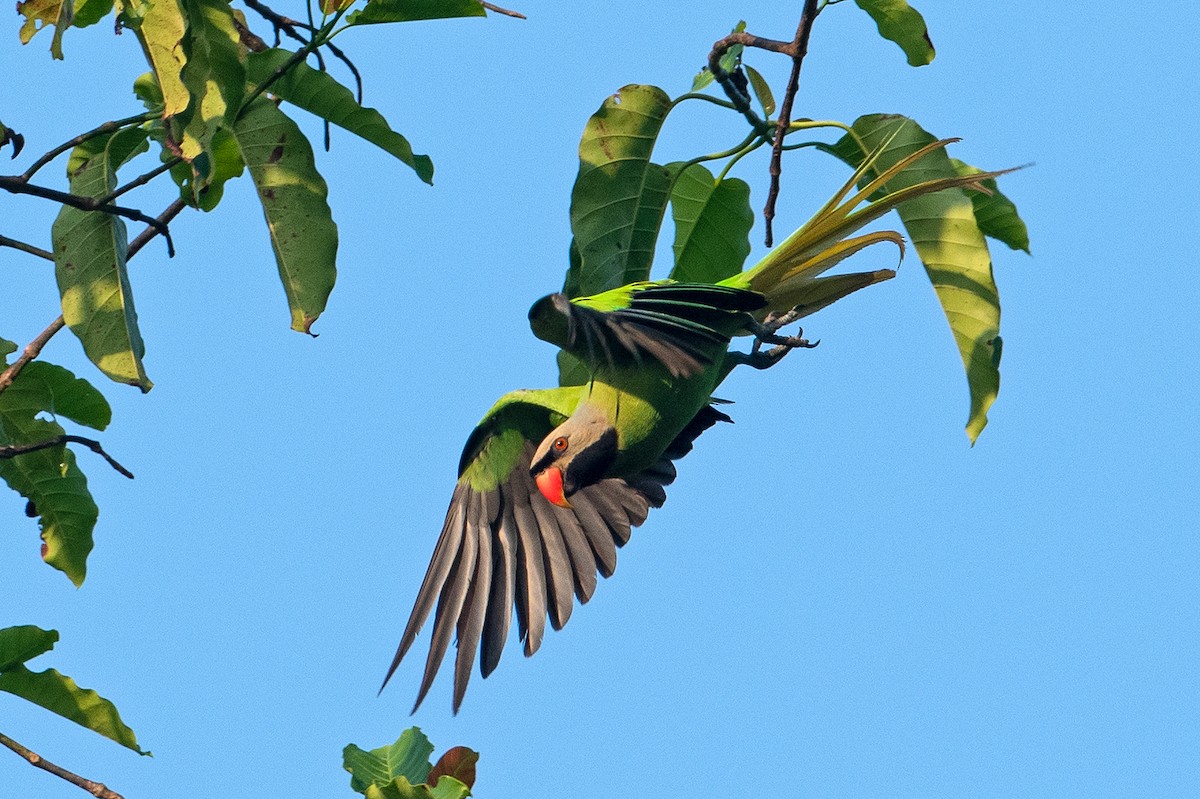 Nikobar Yeşil Papağanı - ML588051141