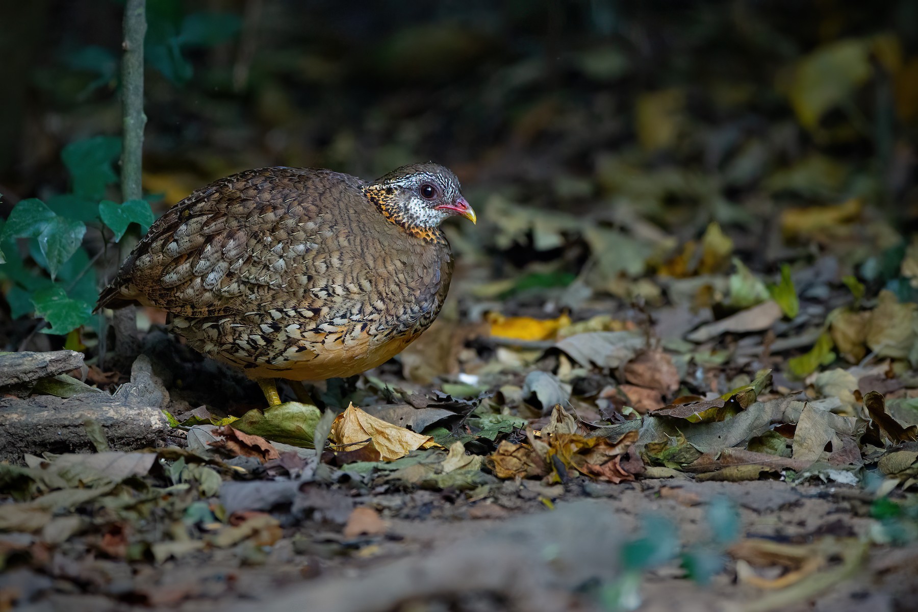 Scaly-breasted Partridge (Green-legged) - eBird